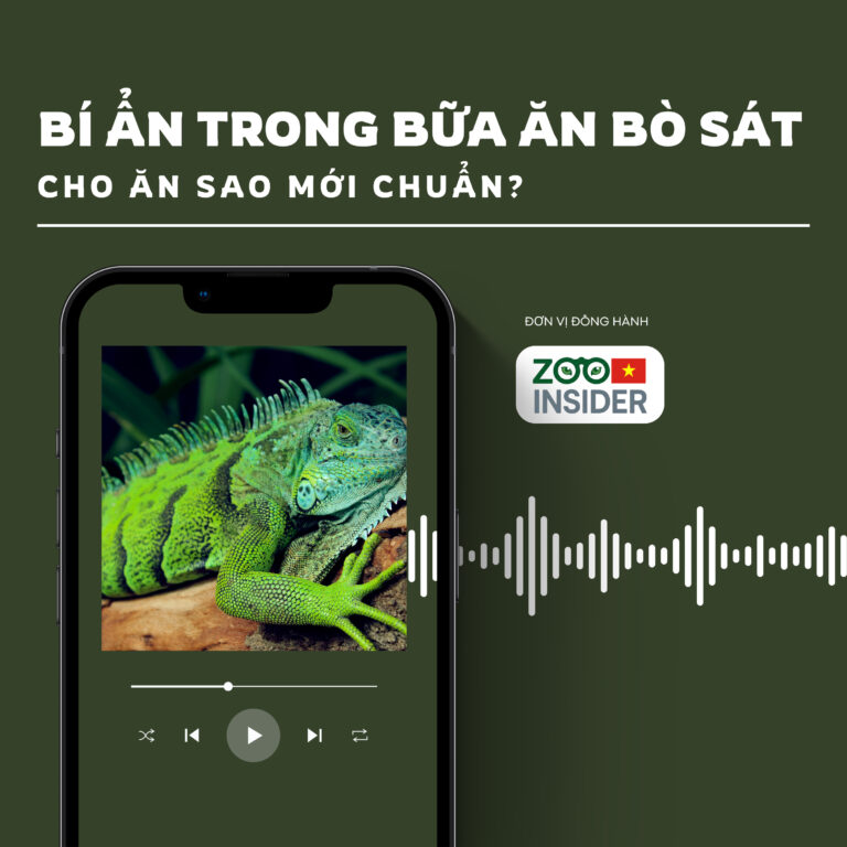 Bí ẩn trong bữa ăn bò sát – Cho ăn sao mới chuẩn?